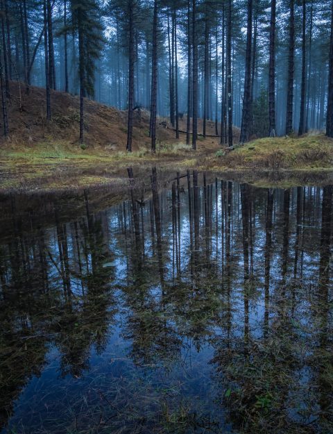 Newborough Forest, Anglesey
