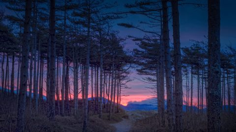Newborough Forest, Anglesey