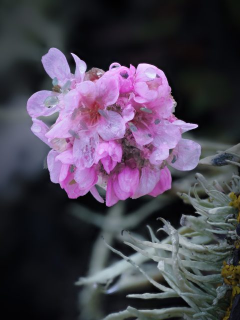 Thrift (Sea Pink)