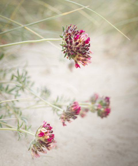 Flora, red variant kidney vetch